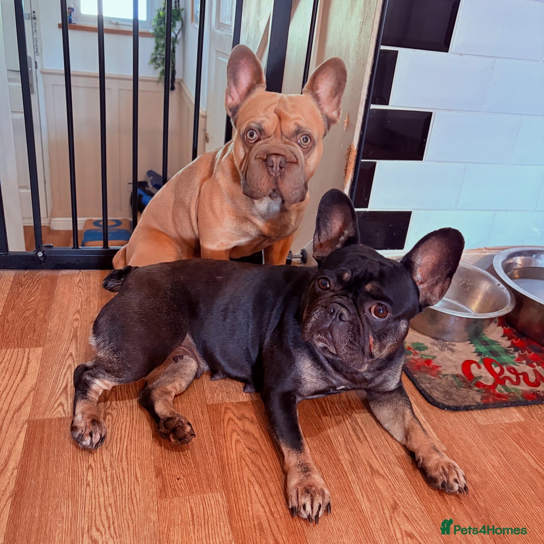 French Bulldog dogs for sale: 🌸 Frenchbulldog puppy 🌸 - Image 6