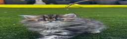 Persian cats for sale: Full Persian Kittens  in Arundel - Advert 6