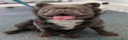 French Bulldog dogs for sale: BEAUTIFUL FLUFFY FRENCH BULLDOG PUPPIES - Advert 22