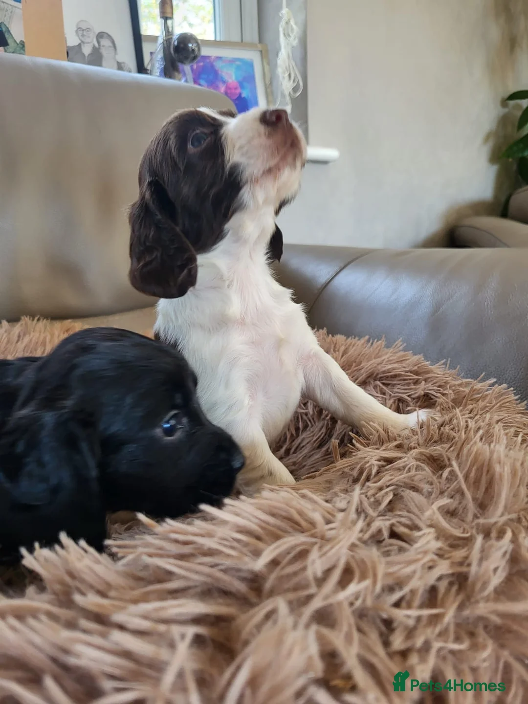 Cocker Spaniel dogs for sale: Kc reg cocker puppies  - Advert 1