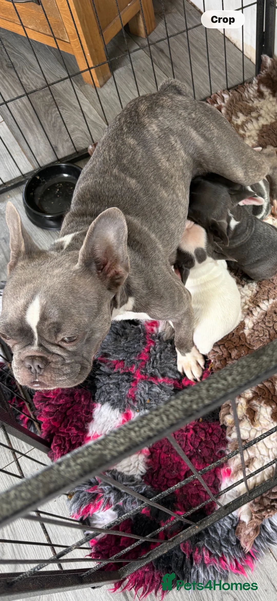 French Bulldog dogs for sale: Amazing healthy blue French bulldog  - Advert 5