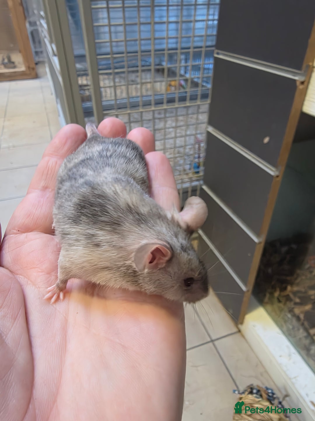 Mouse rodents for sale: Mice, males and females  - Advert 26