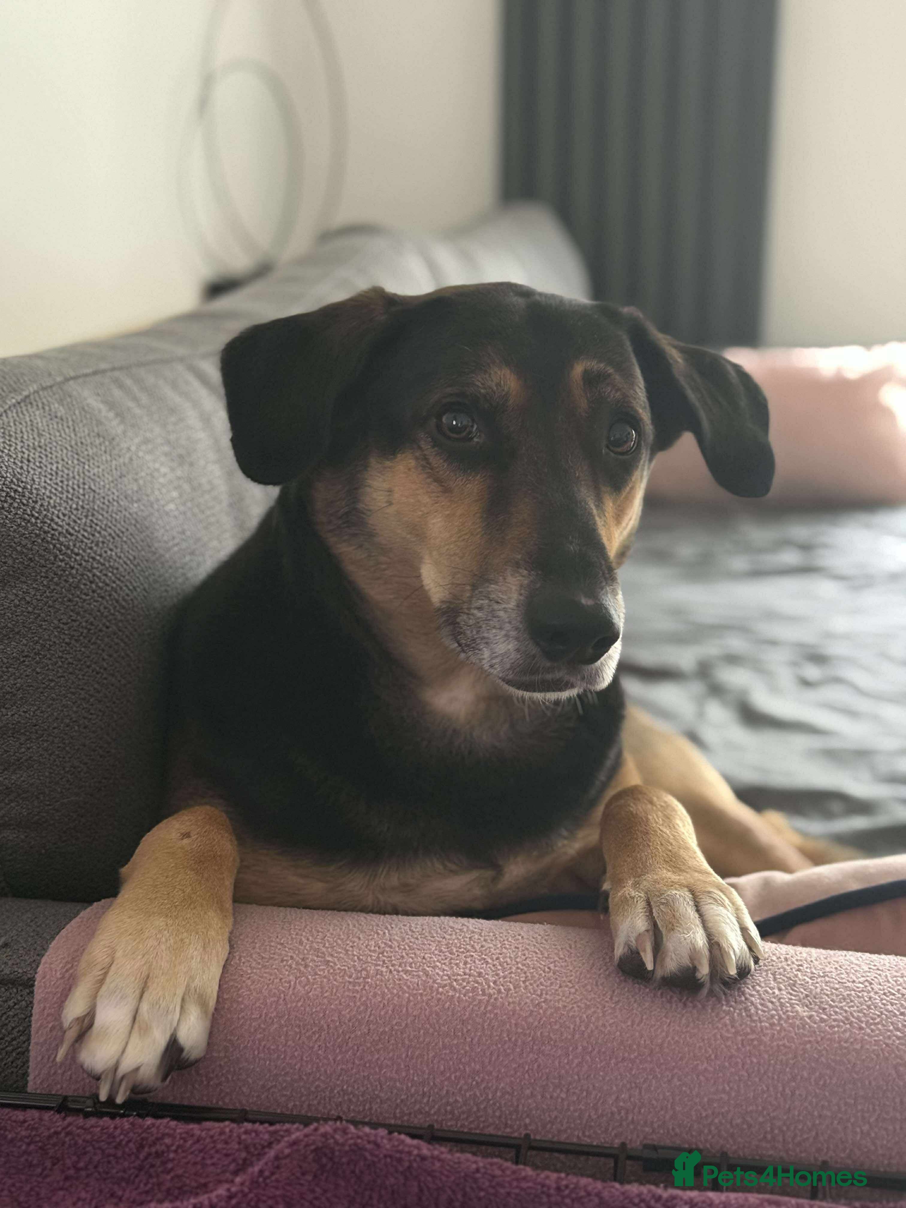 Mixed Breed dogs Rosa  - Advert 1