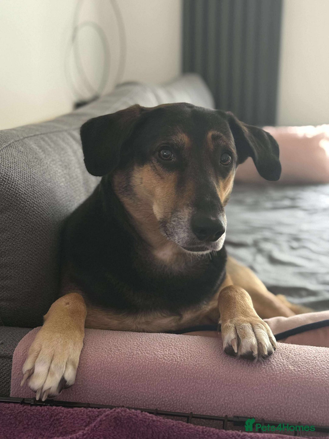 Mixed Breed dogs for adoption: Rosa  - Advert 1