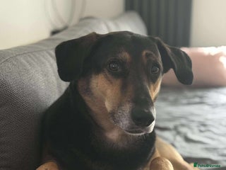 Mixed Breed dogs Rosa - Advert 2