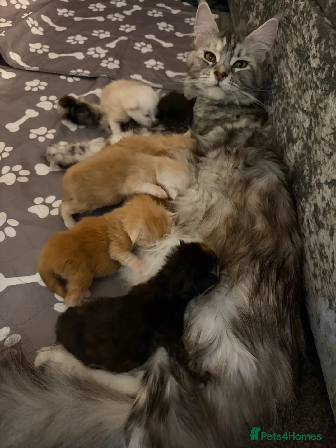 Maine Coon cats for sale: Stunning Litter Maine Coon Boys For Sale. Durham in Bishop Auckland - Advert 2