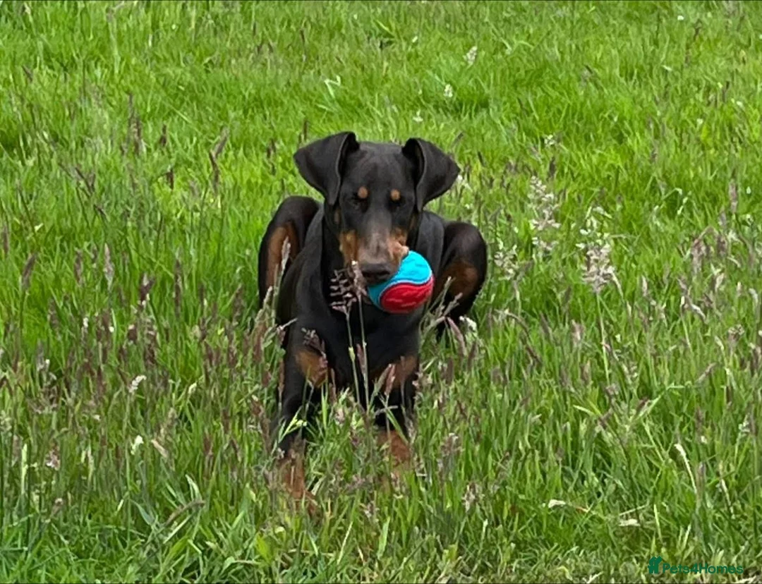 Dobermann dogs for sale: European Doberman puppies kc reg  - Advert 1