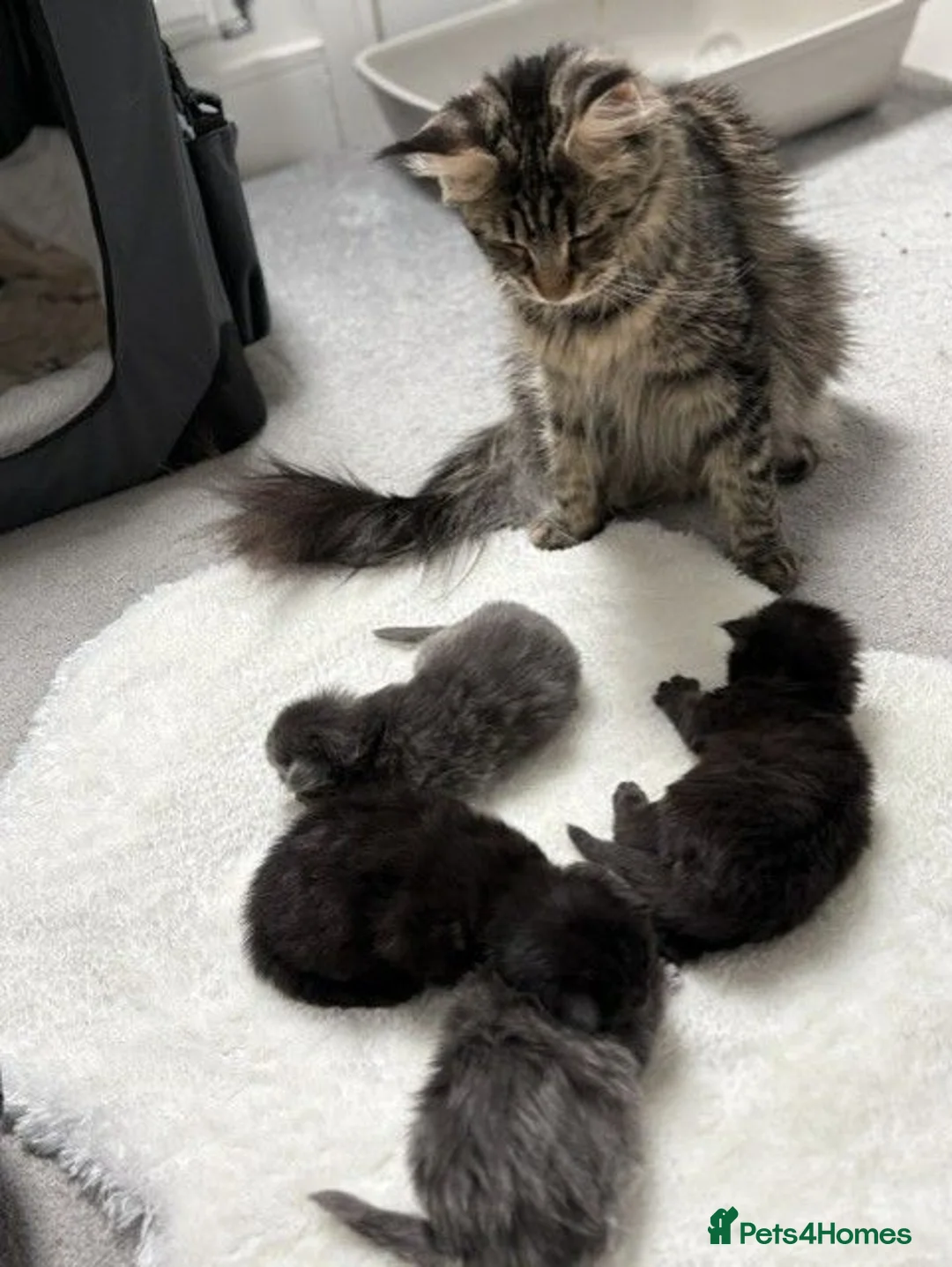 Maine Coon cats for sale: Black solid boy - Advert 1