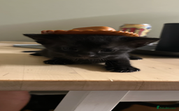 Mixed Breed cats for sale: Gorgeous kittens, 1 male, 1 female - Advert 8