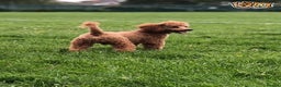 Toy Poodle dogs for stud: RED TOY POODLE STUD PRA CLEAR - Advert 2