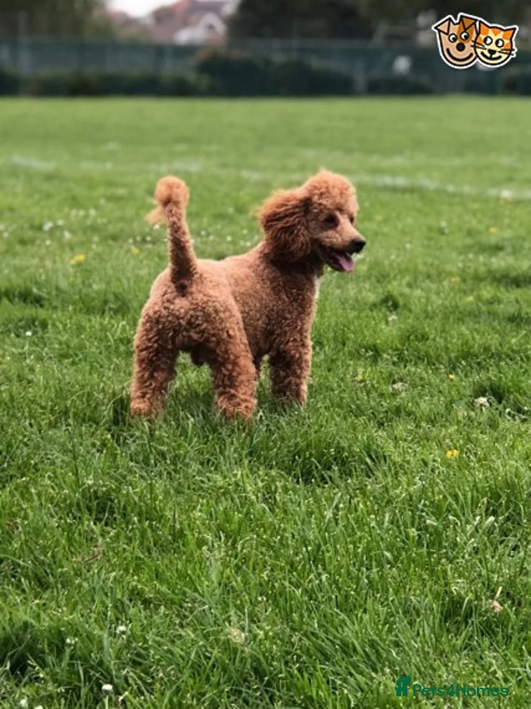 Toy Poodle dogs for stud: Eric Would like to thank everyone, now retired.  - Advert 2