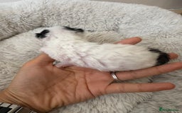 Mixed Breed cats for sale: Seven Tiny Adventures Waiting for Their Families - Advert 9