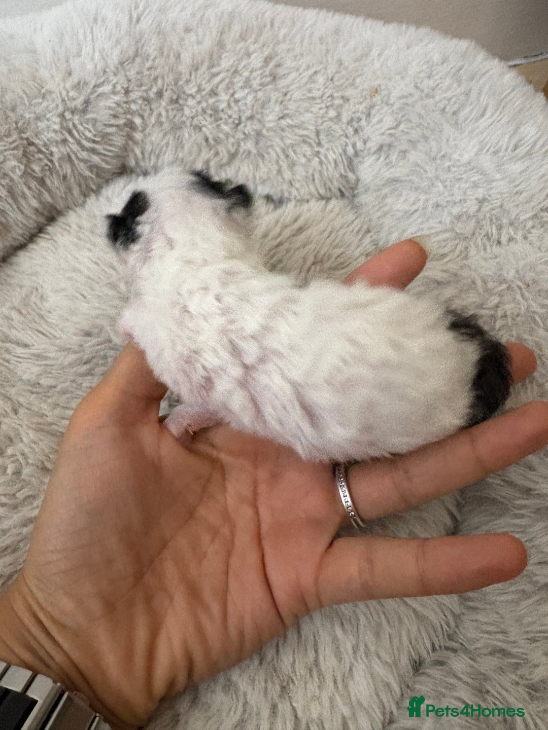 Mixed Breed cats for sale: Seven Tiny Adventures Waiting for Their Families - Advert 9