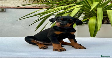 Dobermann dogs - Advert 4