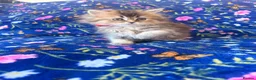Scottish Fold cats for sale: Beautiful Scottish Fold kittens - Advert 9