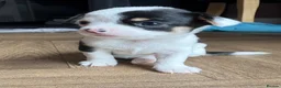 Chihuahua dogs for sale: Chihuahua puppies - Advert 9