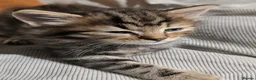Ragdoll cats for sale: Pair of Ragdoll/Tabby Kittens ..... Bear & Tia  - Advert 30