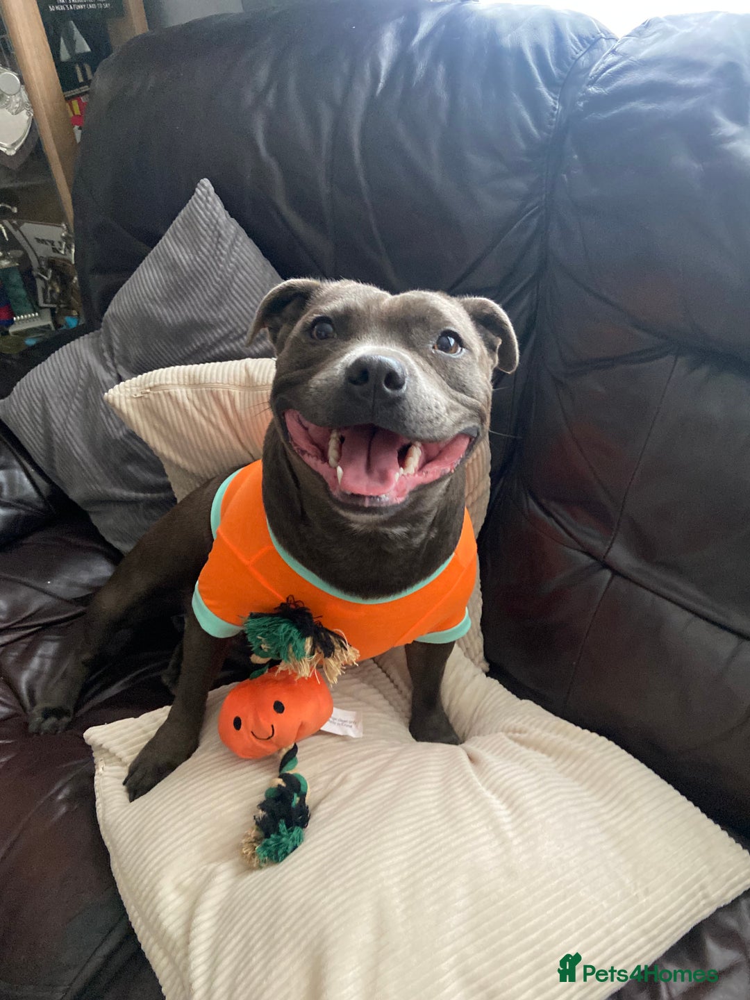 Staffordshire Bull Terrier dogs for sale: Beautiful Staffordshire bull terrier puppy’s  - Image 21