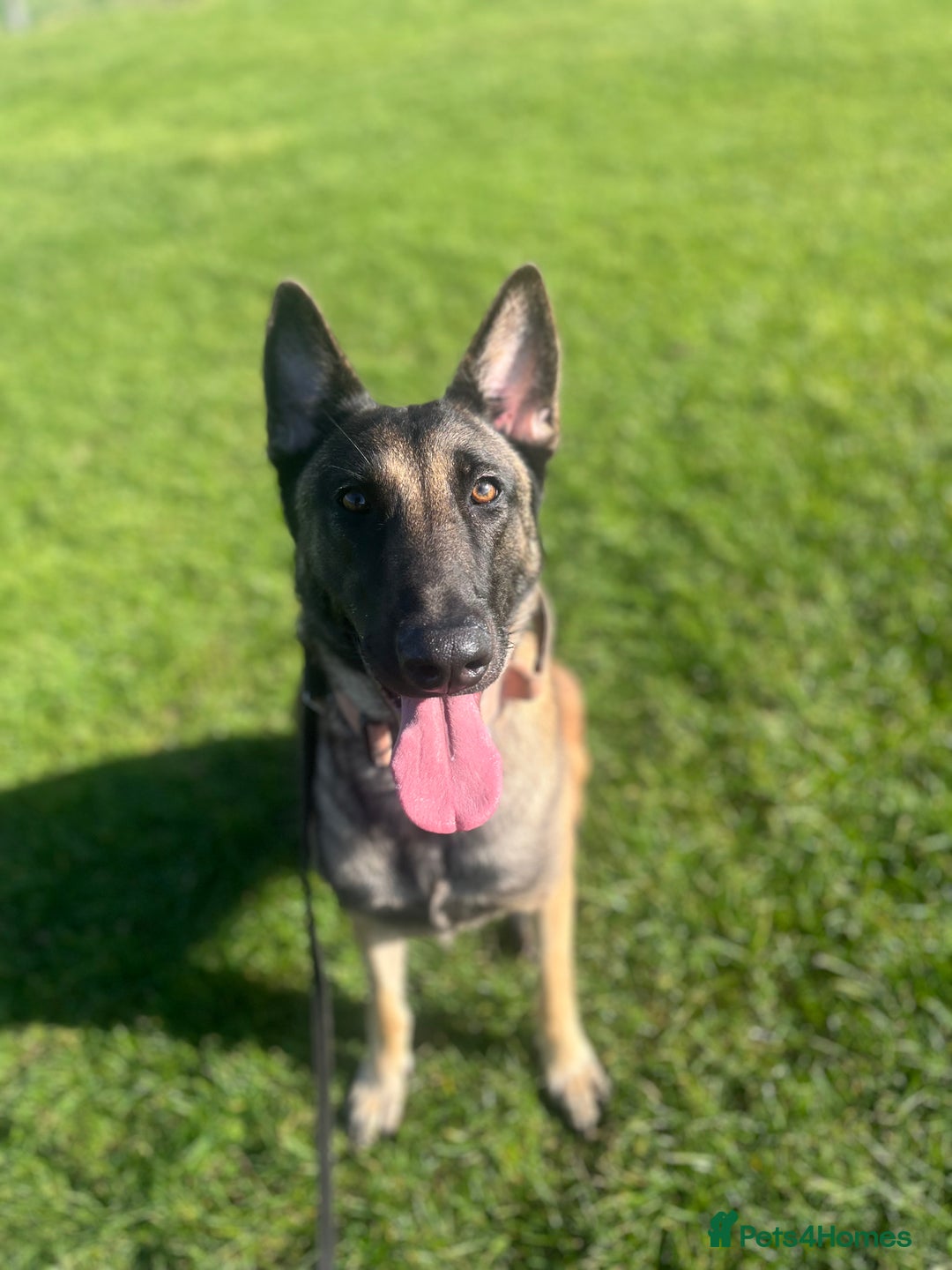 Belgian Shepherd Dog dogs for sale: Female Belgian Malinois  - Image 4
