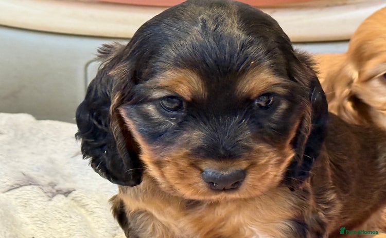 Cocker Spaniel dogs - Advert 9