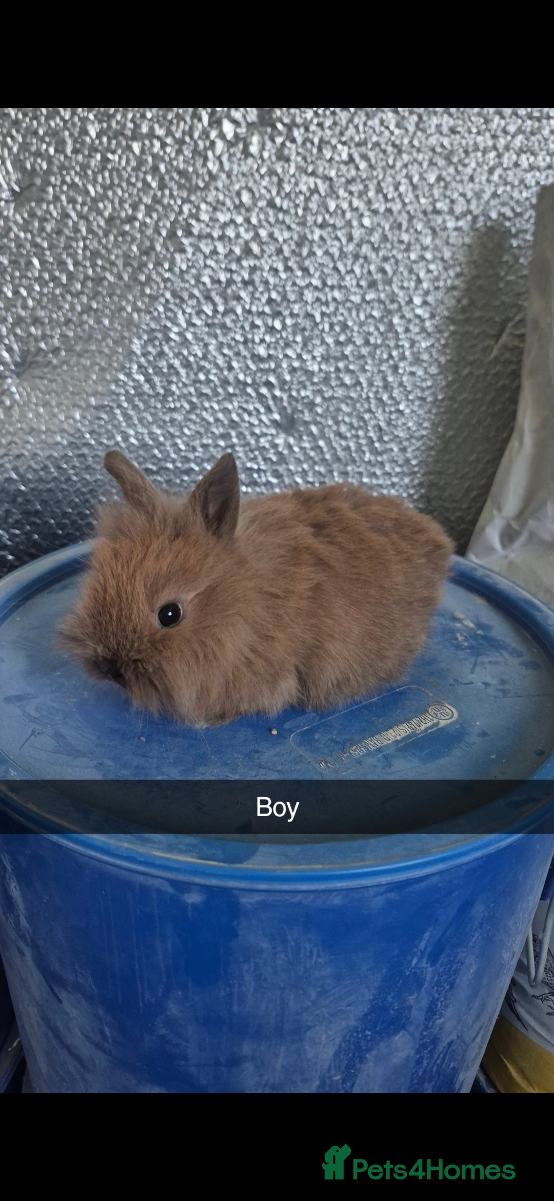 Lionhead rabbits Lionhead Baby Rabbits 8 weeks (Friendly) - Advert 5