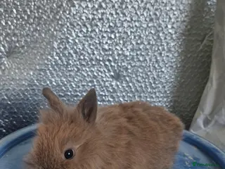 Lionhead rabbits Lionhead Baby Rabbits 8 weeks (Friendly) - Advert 1
