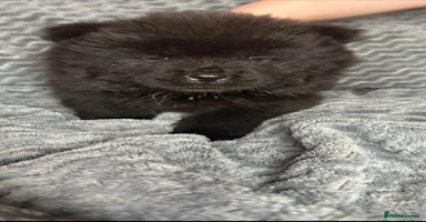 Chow Chow dogs in Manchester - Advert 7