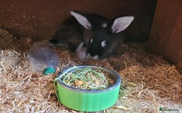 Belgian Hares rabbits for sale: 'Bramble' Belgian Hare chocolate and white doe - Image 5