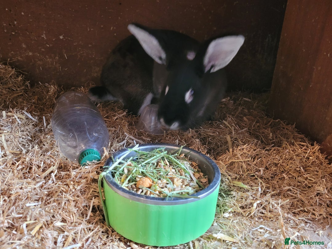 Belgian Hares rabbits for sale: 'Bramble' Belgian Hare chocolate and white doe - Image 5