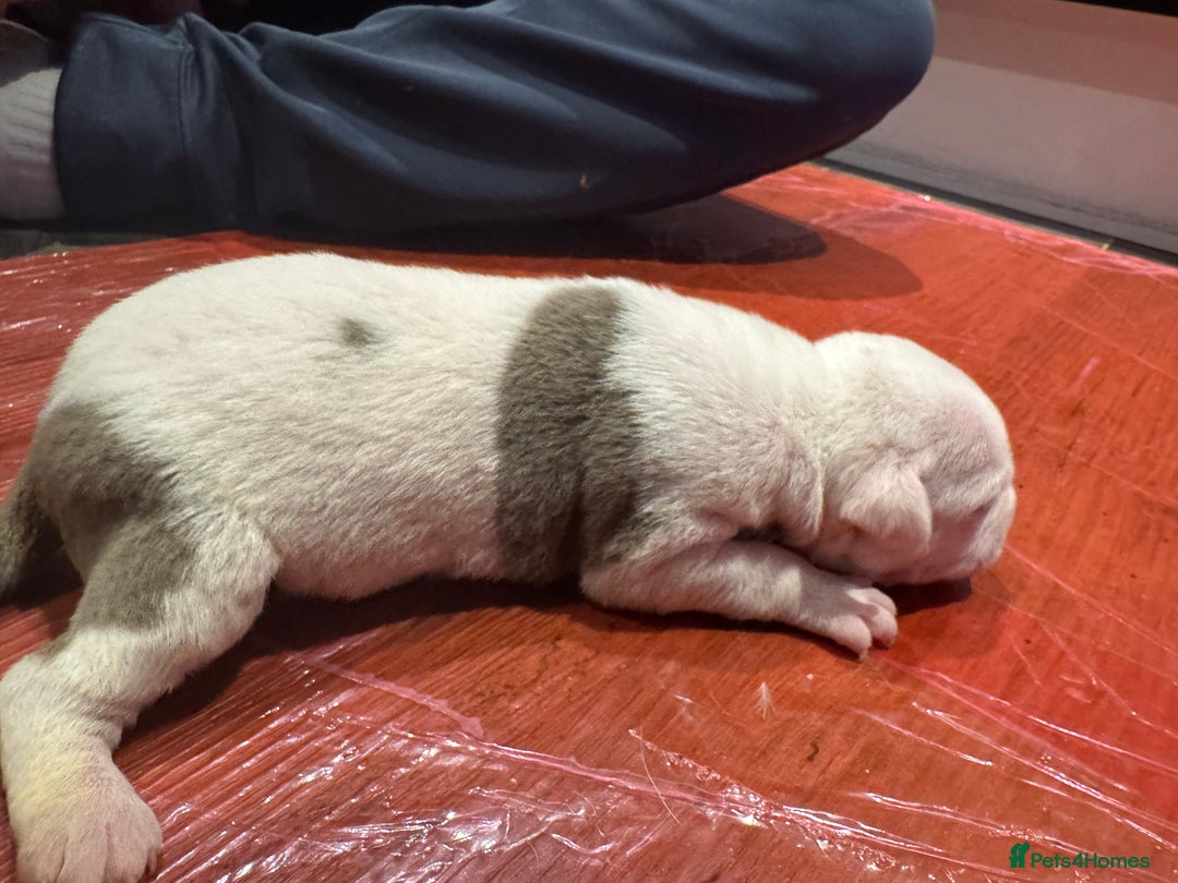 Mixed Breed dogs for sale: Staffy x shar pei female pups 3 - Image 13