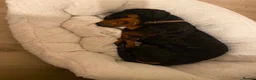 Dachshund dogs for sale: Dog to rehome - Advert 20
