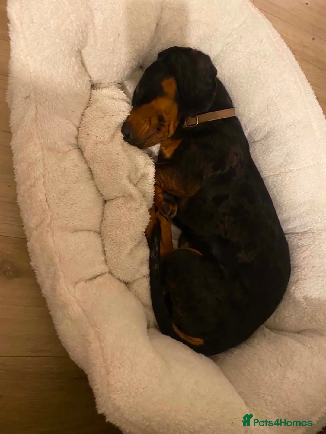 Dachshund dogs for sale: Dog to rehome - Advert 20