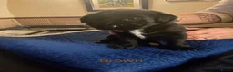 Labrador Retriever dogs for sale: Black Labrador puppies ready for homes Sunday 25th - Advert 16