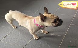 French Bulldog dogs for adoption: 💖🐶 LOLA 🐶💖 - Image 2