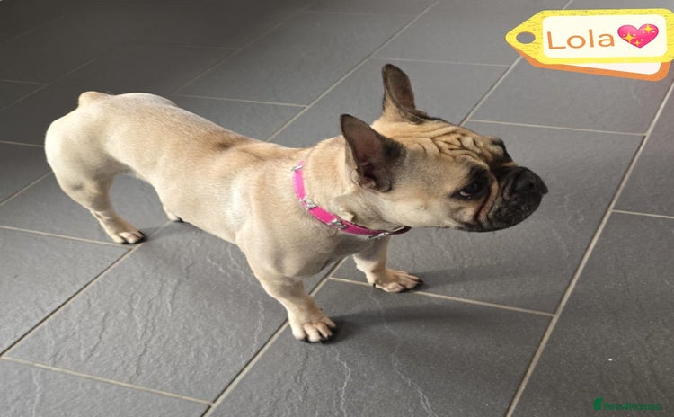 French Bulldog dogs 💖🐶 LOLA-SWEET & SOCIAL 1,5 YEARS OLD GIRL 🐶💖 - Advert 7
