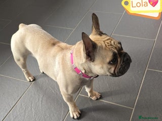 French Bulldog dogs 💖🐶 LOLA-SWEET & SOCIAL 1,5 YEARS OLD GIRL 🐶💖 - Advert 5