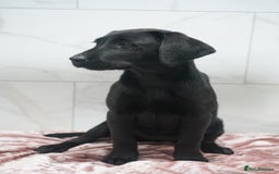 Labrador Retriever dogs for sale: Exceptional Health Tested KC Labrador Puppies - Image 13
