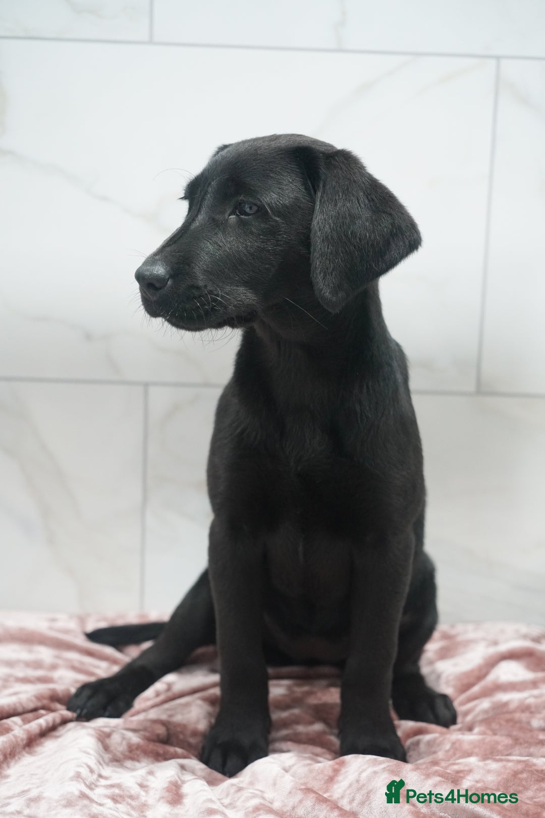 Labrador Retriever dogs for sale: Exceptional Health Tested KC Labrador Puppies - Image 13