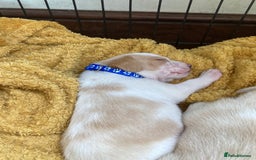 Beagle dogs for sale: Beautiful pedigree beagle pups - Image 14