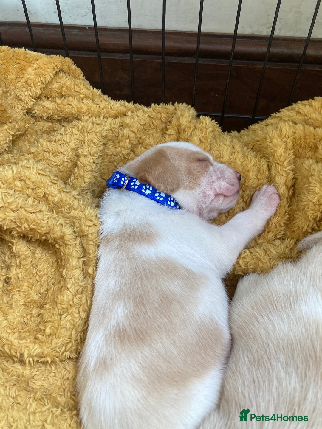Beagle dogs for sale: Beautiful pedigree beagle pups - Image 14