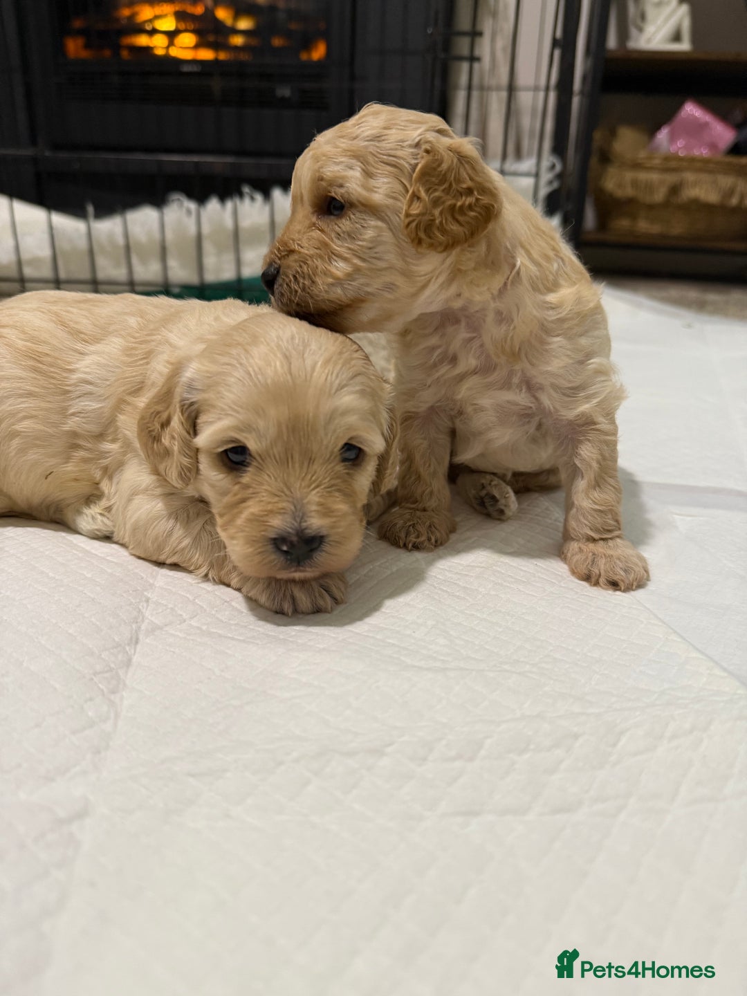 Cockapoo dogs for sale: Beautiful cockapoo puppies 🐶  - Image 10
