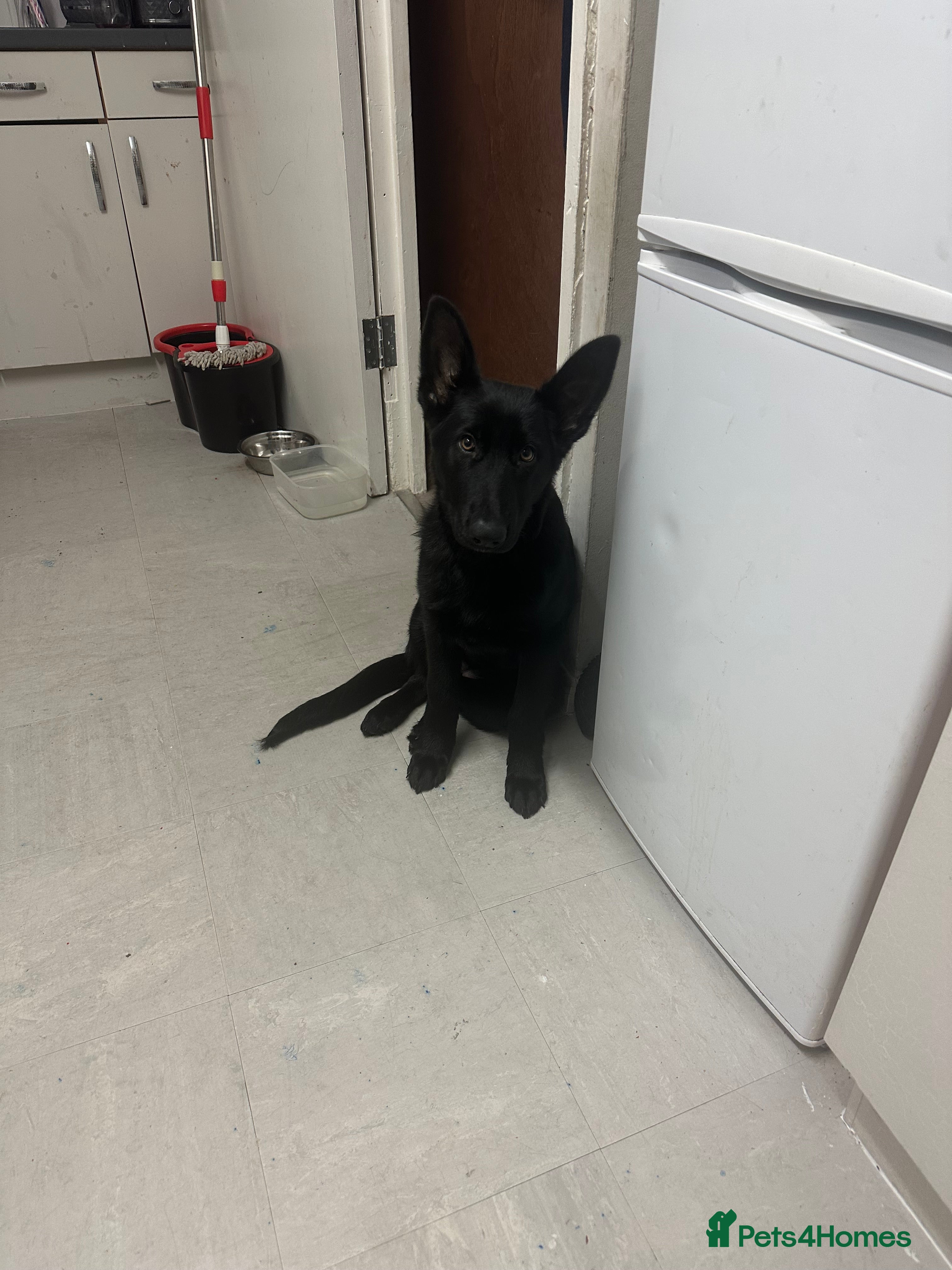 German Shepherd dogs German Shepherd - Advert 1