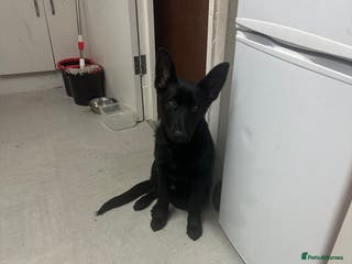 German Shepherd dogs German Shepherd - Advert 1