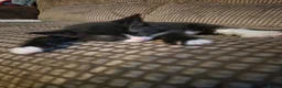 Mixed Breed cats for sale: Mix breed male boy  - Advert 4