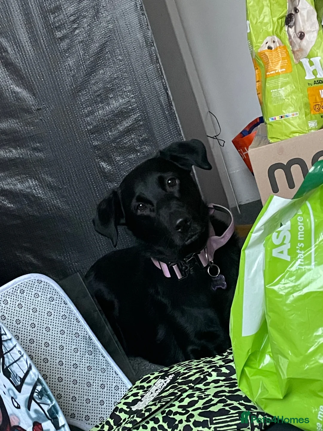 Mixed Breed dogs for sale: Labrador cross  - Advert 8
