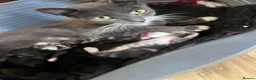 Mixed Breed cats for sale: 5 kittens looking for homes in Thirsk - Advert 15