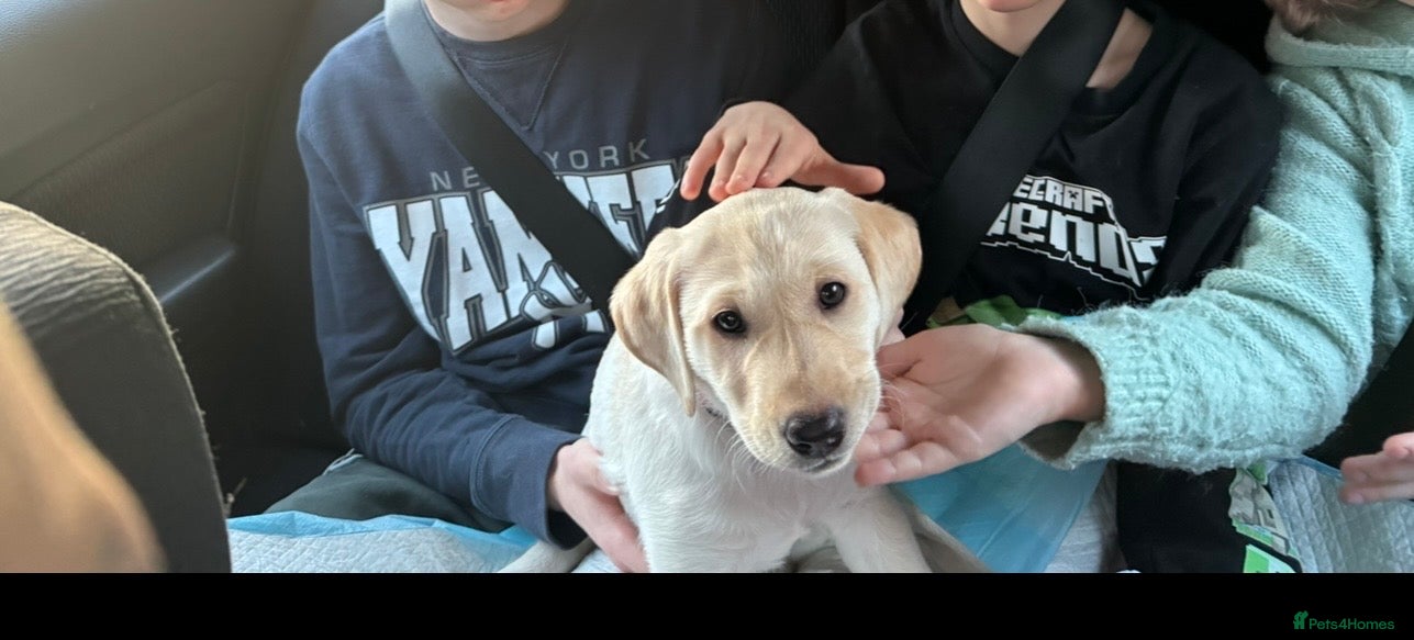 Labrador Retriever dogs Beautiful White/golden Lab Puppy! 13 weeks old - Advert 17