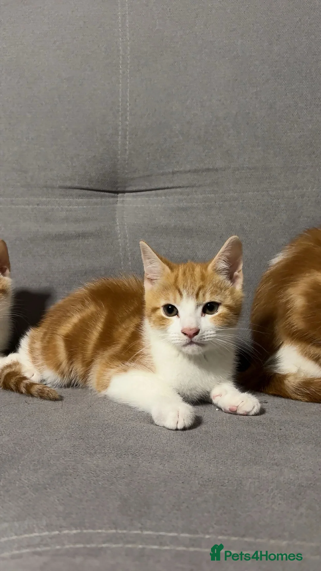 Mixed Breed cats for sale: X4 beautiful ginger kittens - Ready for rehoming - Advert 11