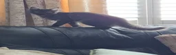 Maine Coon cats for sale: XXL Russian Mainecoon Kittens! 2 left now ready go - Advert 5