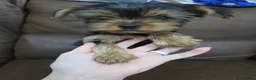 Yorkshire Terrier dogs for sale: Beautiful  **  Yorkshire Terrier Puppies  in Birmingham - Advert 6